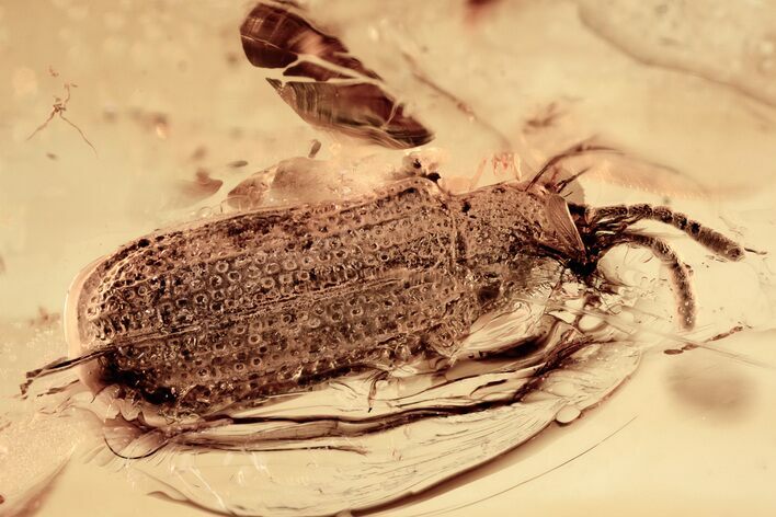 Detailed Fossil Leaf Beetle (Sucinagonia) in Baltic Amber - Rare #335548